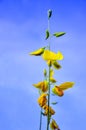 beautiful yellow sunhemp flower blooming in blue sky background.ÃÂ 